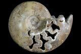 Stunning Polished Ammonite With Crystal Chambers #67426-1